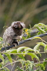 Common marmoset standing in cable, eating banana