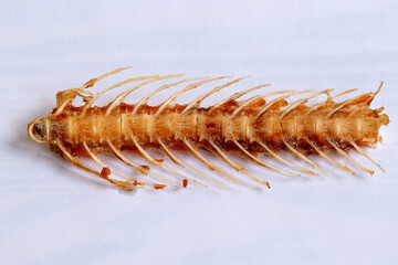 This appears to be a close-up image of a sea cucumber which is a type of marine invertebrate