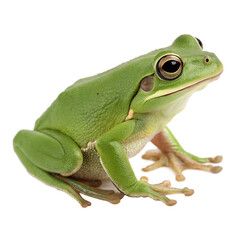 Obraz premium A close-up of a green tree frog sitting on a surface. The frog has smooth skin, large eyes, and a vibrant green color. It is positioned in a natural pose.