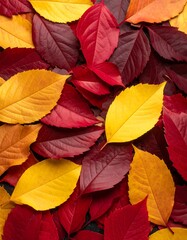 Autumn leaves in vibrant reds, oranges, and yellows