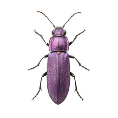 A close-up view of a vibrant purple beetle with detailed texture and features. The insect displays a shiny exoskeleton and distinct antennae.