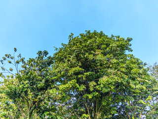 top canopy of a large, lush green tree stands out against a clear blue sky. The image captures the dense foliage and the natural beauty of the tree.