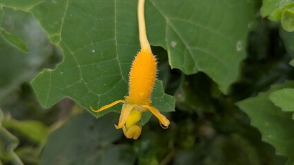 Blooming Yellow Flower of a Balsam Apple Vine Growing Wild in Nature Captivating Floral Beauty