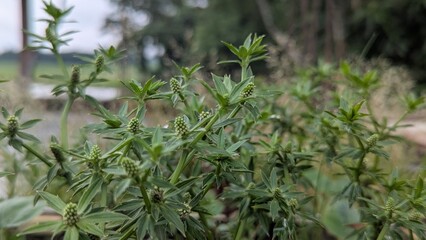 Close up of Culantro Plants with Young Seed Pods Growing in a Lush Garden Environment Beautiful Herbal Plants