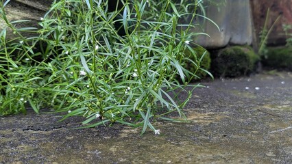 Obraz premium Andrographis paniculata Plant with Tiny White Flowers Growing Near Moss Covered Stones and a Damp Concrete Path