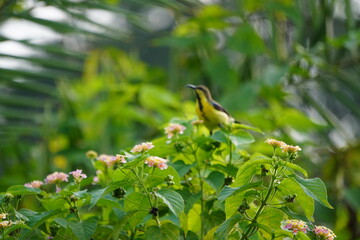 sunbird, likely an Olive-backed Sunbird, perched on a flowering plant. 