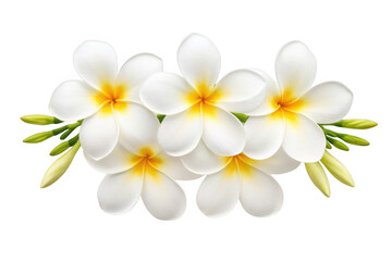 Naklejka premium Cluster of white plumeria flowers with yellow centers isolated on transparent background