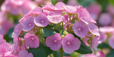 Obraz premium Delicate Pink Hydrangea Flowers with Shallow Depth of Field