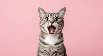Obraz premium Surprised Cat with Open Mouth on Pink Background