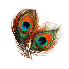 Obraz premium Two peacock feathers, vibrant colors