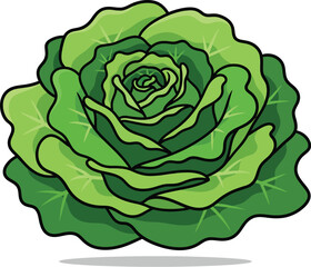 Obraz premium Vibrant green lettuce head for fresh food designs
