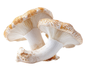 Two mushrooms, light beige caps,  cream-colored stems