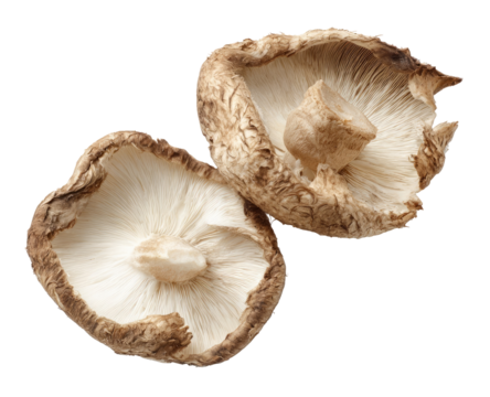 Two shiitake mushrooms, whole and halved, light beige/tan caps, with darker brown edges, arranged close together on a black background