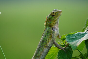 Oriental Garden Lizard, also known as the Indian Garden Lizard or Changeable Lizard in closeup
