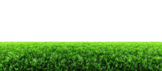 Lush green grass field (4)
