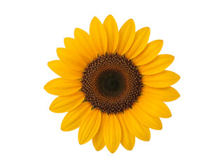 Fototapeta premium Sunflower isolated, bright yellow petals and dark center, close-up flower for design, decor, summer nature