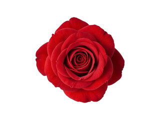 Naklejka premium Close up of a single red rose in full bloom, romantic flower symbolizing love and passion, perfect for gifts and decoration