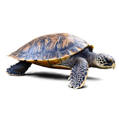 Fototapeta premium Isolated image of a sea turtle with detailed shell and natural texture.