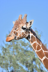 portrait of a giraffe