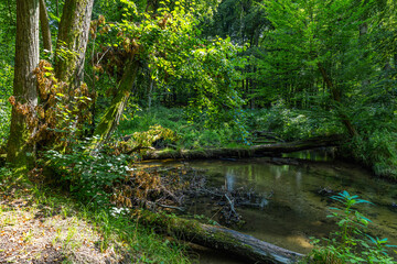 Uferbaum mit Bruchholz in der Pulsnitz