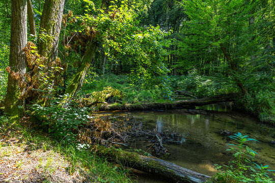 Uferbaum mit Bruchholz in der Pulsnitz