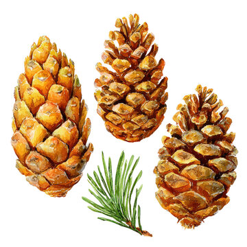 Three golden pine cones and a sprig of evergreen needles.  Close-up illustration of the cones, showcasing their textured scales, and a sprig of pine needles beneath them.  Warm, autumnal colors
