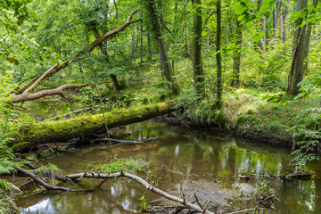 Umgestürzte Bäume über der angestauten Pulsnitz