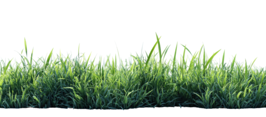 Lush green grass field (5)