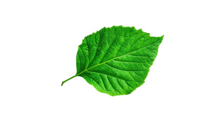 Vibrant Green Leaf Botanical Nature Photography, isolated on transparent background, perfect cutout, PNG