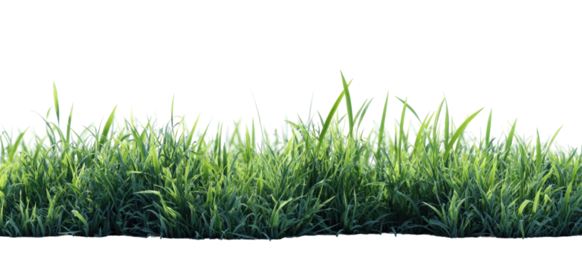 Lush green grass field (5)