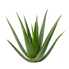 Vibrant green aloe vera plant isolated on white background