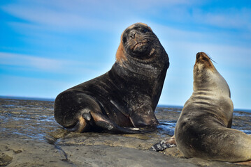 Sea lions, Chubut, Argentina.