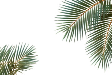 Close-up of feathery palm fronds