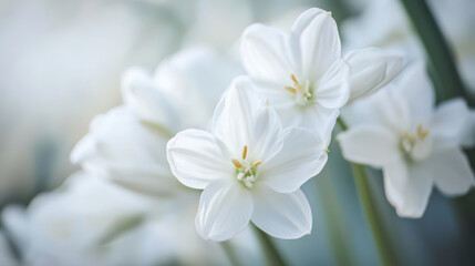 Serene white flowers with gentle petals create calming atmosphere, showcasing their delicate beauty in soft, blurred background. simplicity of nature evokes tranquility and peace