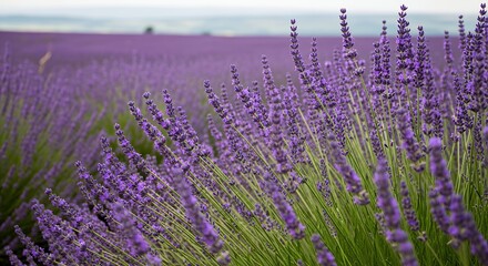 Obraz premium Stunning Field of Purple Lavender Flowers Blooming in Provence France Landscape Scenic View Stock Photo Image