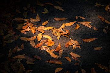 Fallen dry leaves of acasia tree dropped on road with morning sunlight on it.