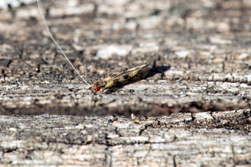 The long-horned caddisfly Mystacides longicornis