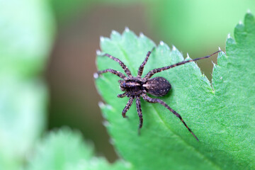 Spotted wolf spider, Pardosa amentata