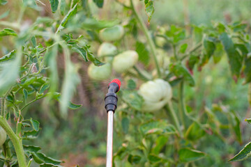 Unripe green tomatoes are sprayed with pesticides to protect and prevent diseases.