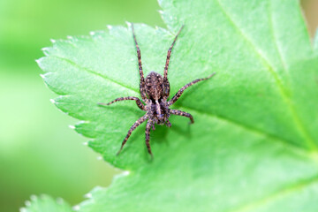 Spotted wolf spider, Pardosa amentata