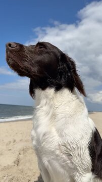 Pies na plaży, Mały Munsterlander, wyżeł na plaży węszący pies, uśmiechnięty psiak. Pies na wakacjach, urlop z psem.