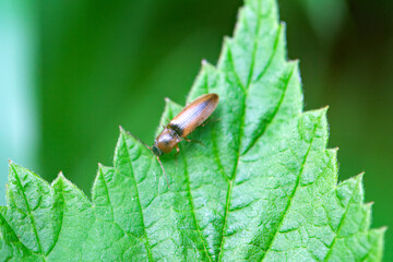 The click beetle Athous haemorrhoidalis