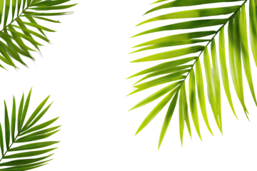 Tropical palm fronds, vibrant green, black background