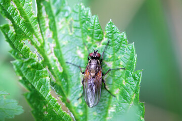 The fly species Hydrophoria linogrisea