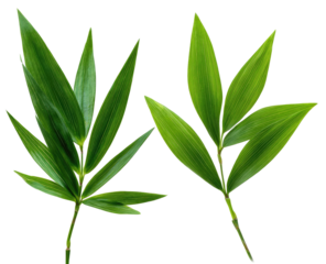 Close-up of two vibrant green bamboo leaves.  Sharp, pointed, overlapping leaf segments.  Isolated on a black background