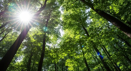 Obraz premium Sunlight Streaming Through Tall Trees Forest Canopy View Nature Landscape Photography Scenic Outdoor Scene Bright Light Greenery