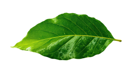 Vibrant Green Leaf Nature Photography, isolated on transparent background, perfect cutout, PNG