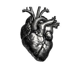 Detailed anatomical heart graphic in monochrome
