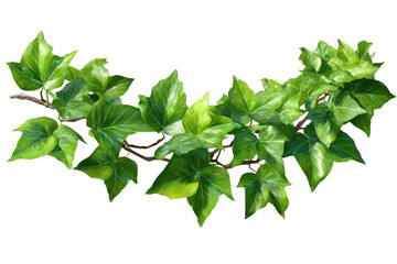 Lush green ivy vine with vibrant leaves, cascading gracefully
