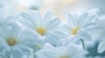Obraz premium Close up of white flowers with soft yellow highlights, creating serene and delicate atmosphere. petals are lush and inviting, embodying tranquility and beauty in nature